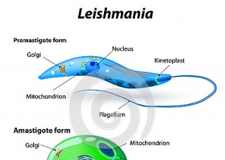 Ảnh 1 của Leishmania niêm mạc và da