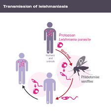 Ảnh 3 của Leishmania niêm mạc và da