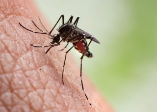Ảnh 2 của Malaria