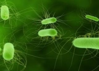 Ảnh 1 của Nhiễm khuẩn E.coli
