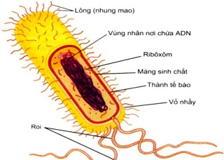 Ảnh 2 của Nhiễm khuẩn E.coli