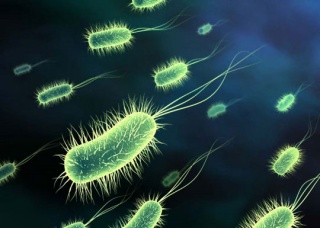 Ảnh 5 của Nhiễm khuẩn E.coli