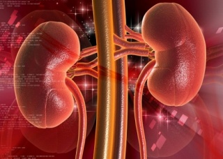 Ảnh 4 của Polycystic Kidney Disease