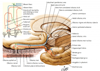 Ảnh 1 của Rối loạn dây thần kinh sọ não số III