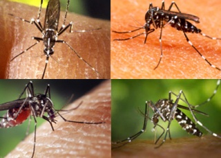Ảnh 1 của Sốt Chikungunya (do muỗi truyền)