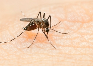 Ảnh 2 của Sốt Chikungunya (do muỗi truyền)