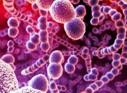 Ảnh 1 của Streptococcus