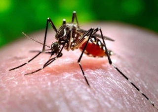 Ảnh 4 của Sốt Chikungunya (do muỗi truyền)