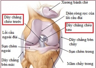 Bệnh Chứng Trượt đầu Tren Xương đui Scfe Nguyen Nhan Biến Chứng Va Cach điều Trị