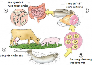 Ảnh 1 của Nhiễm kí sinh trùng đường ruột qua thức ăn