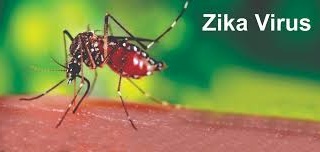Ảnh 3 của Virus Zika