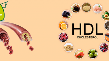 Chỉ số HDL - Cholesterol trong máu cao có ý nghĩa gì?