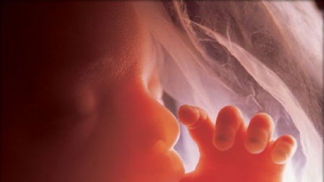 Sự phát triển của thai nhi tuần 19 mẹ bầu cần biết