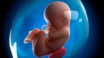 Sự phát triển của thai nhi tuần 20 mẹ bầu cần biết