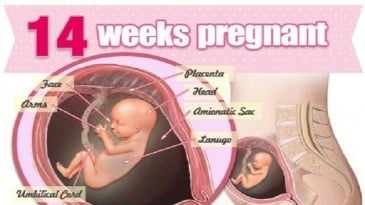 Sự phát triển của thai nhi tuần 14 mẹ bầu cần biết