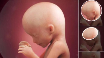Sự phát triển của thai nhi tuần 15 mẹ cần biết