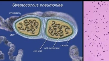 Phế cầu khuẩn S.pneumoniae gây ra các bệnh lý gì? Và Cách phòng ngừa như thế nào?