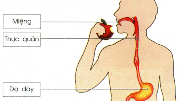 Mất bao lâu để tiêu hóa thức ăn?