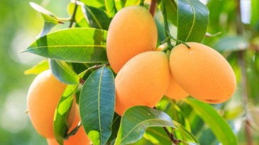 Những người mắc bệnh tiểu đường có thể ăn xoài?