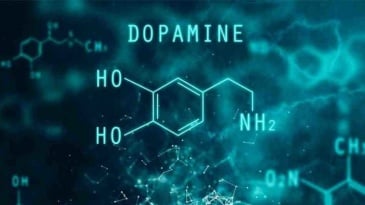 Dopamine là gì?, Tác dung và ảnh hưởng đến cơ thể như thế nào?