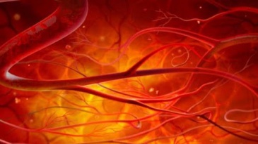 Hiểu biết giải phẫu, sinh lý hệ động mạch - Ứng dụng về huyết áp (Phần 1)