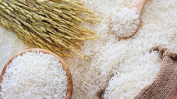 Gạo trắng có tốt cho sức khỏe không?