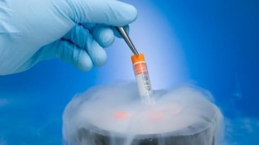 Nên chuyển phôi vào ngày thứ bao nhiêu của chu kỳ IVF?