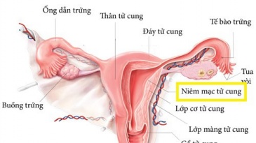 Niêm mạc tử cung dày và mỏng ảnh hưởng tới khả năng mang thai thế nào?