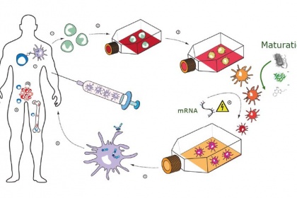 Liệu pháp DC vaccine trong điều trị ung thư