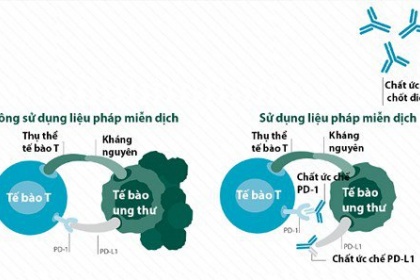 Hệ thống miễn dịch tác động tới tế bào ung thư như thế nào?