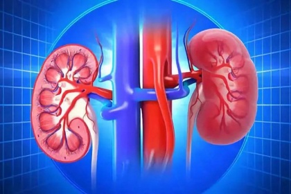 Mất bao lâu để viêm cầu thận mạn tiến triển thành suy thận?