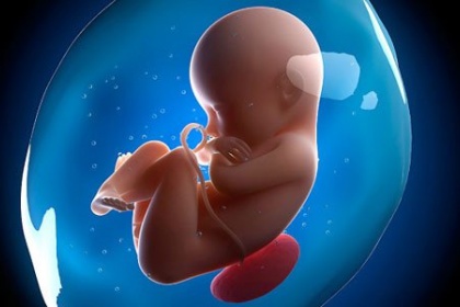 Sự phát triển của thai nhi tuần 20 mẹ bầu cần biết