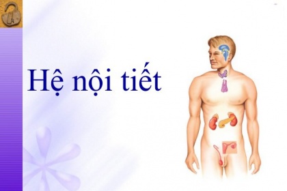 Điều gì tạo nên hệ thống nội tiết?