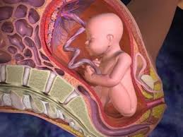 Suy thai là gì, nguyên nhân và dấu hiệu