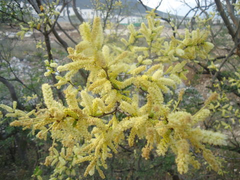Ảnh của Acacia Rigidula