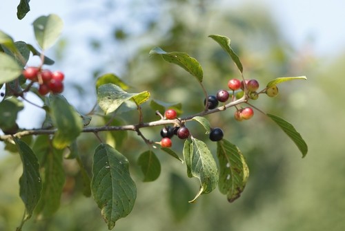 Ảnh của Alder buckthorn