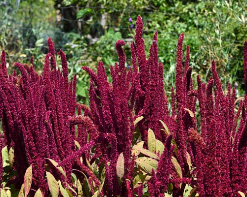 Ảnh của Amaranth