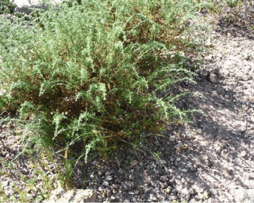 Ảnh của Artemisia Herba-Alba