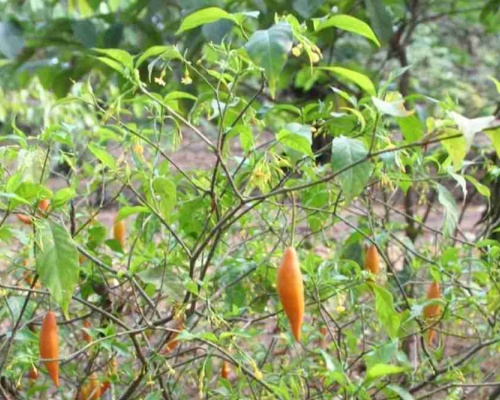 Ảnh của Iboga