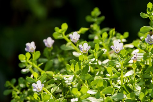 Ảnh của Bacopa monnieri
