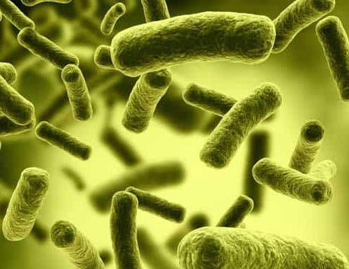 Ảnh của Bifidobacteria