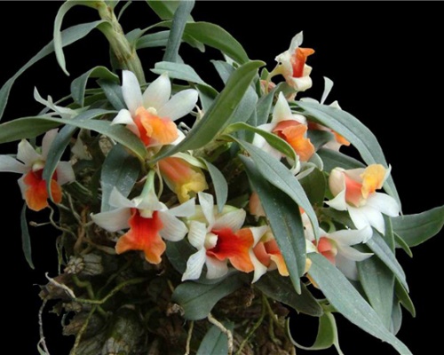Ảnh của Lan hoàng thảo