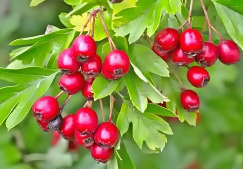 Ảnh của Sơn trà