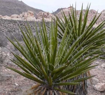 Ảnh của Yucca
