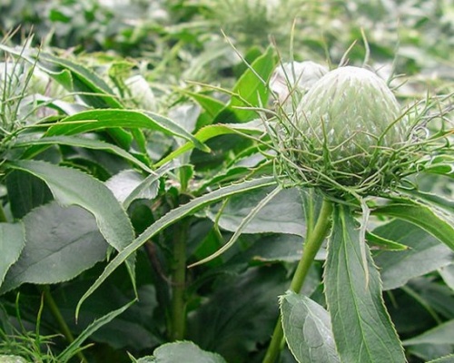Ảnh của Bạch truật
