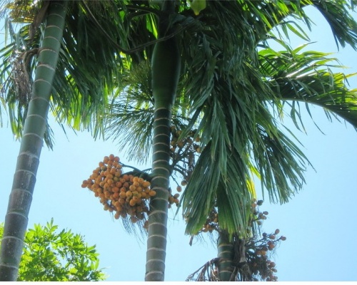 Ảnh của Cau