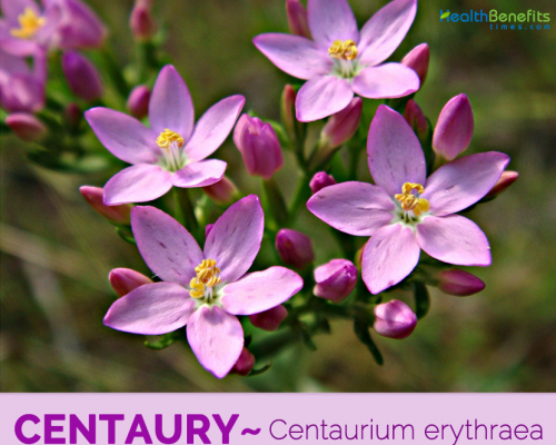 Ảnh của Centaury