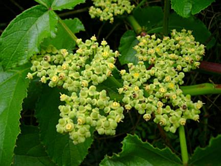 Ảnh của Conduragon