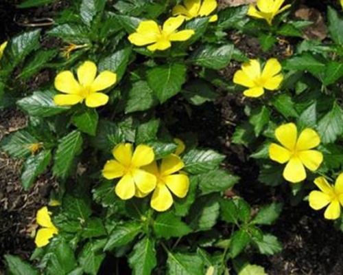 Ảnh của Đông hầu