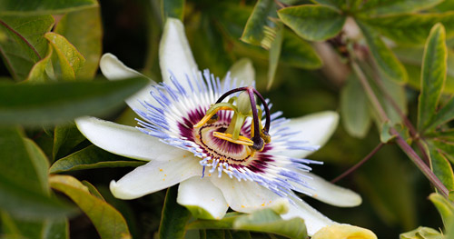 Ảnh của Chrysin